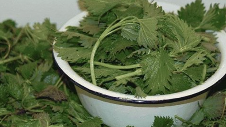Fresh nettle leaves in a bowl — natural plant ingredients for a mindful morning ritual